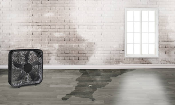 Best Carpet water damage restoration  in Franklin, KY